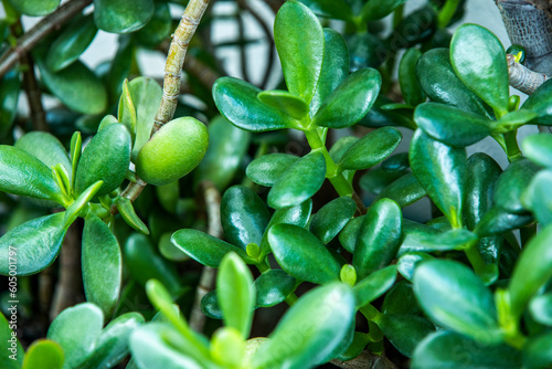 The jade tree is one of nature's most powerful lucky charms