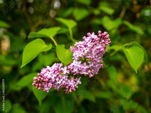 Blumen im Frühling - Der Frühling ist da