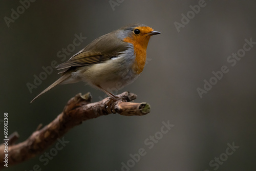 robin on a branch © eko.pics