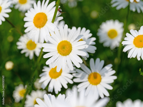 Bl  hende Margeriten  Leucanthemum  im Fr  hling