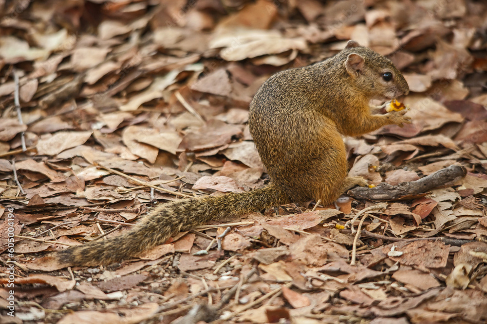 Fototapeta premium Smith's Bush Squirrel (Paraxerus cepapi) 14878