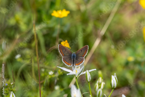 Lycaenidae / Çokgözlü Esmer / Brown Argus / Polyommatus agestis photo