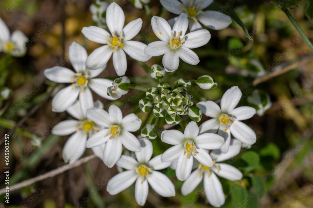 Obraz premium white flowers