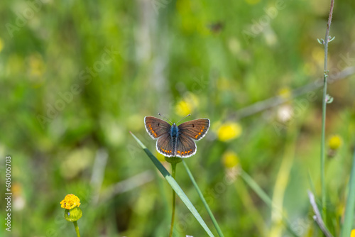 Lycaenidae / Çokgözlü Esmer / Brown Argus / Polyommatus agestis photo