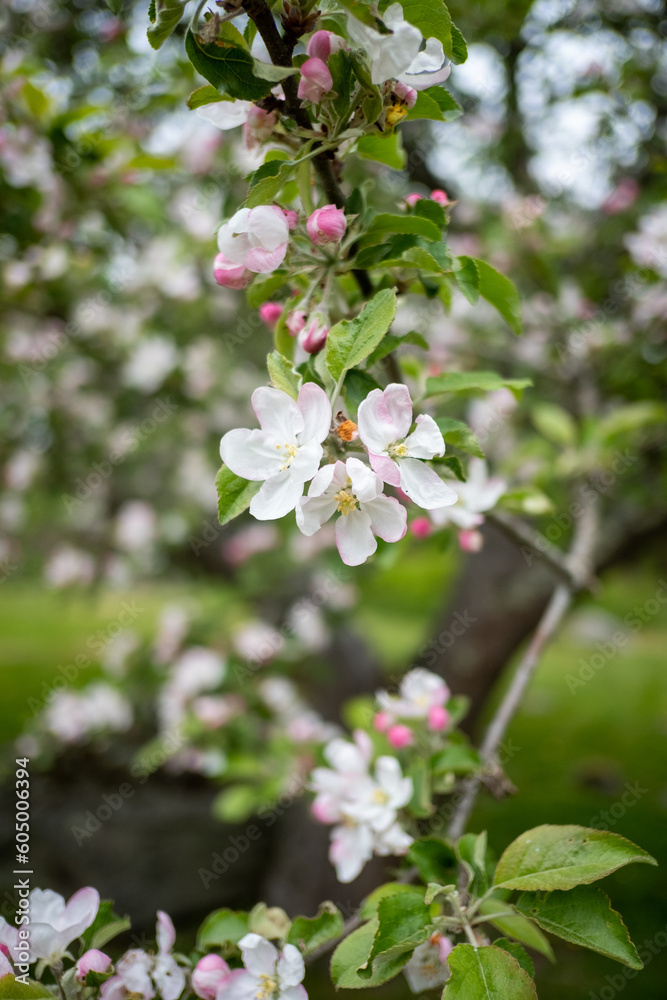 Maine Cherry Blossoms Maine Cherry Blossoms