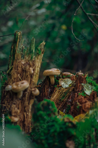 Psathyrella candolleana, group of mushrooms growing on the tree. photo