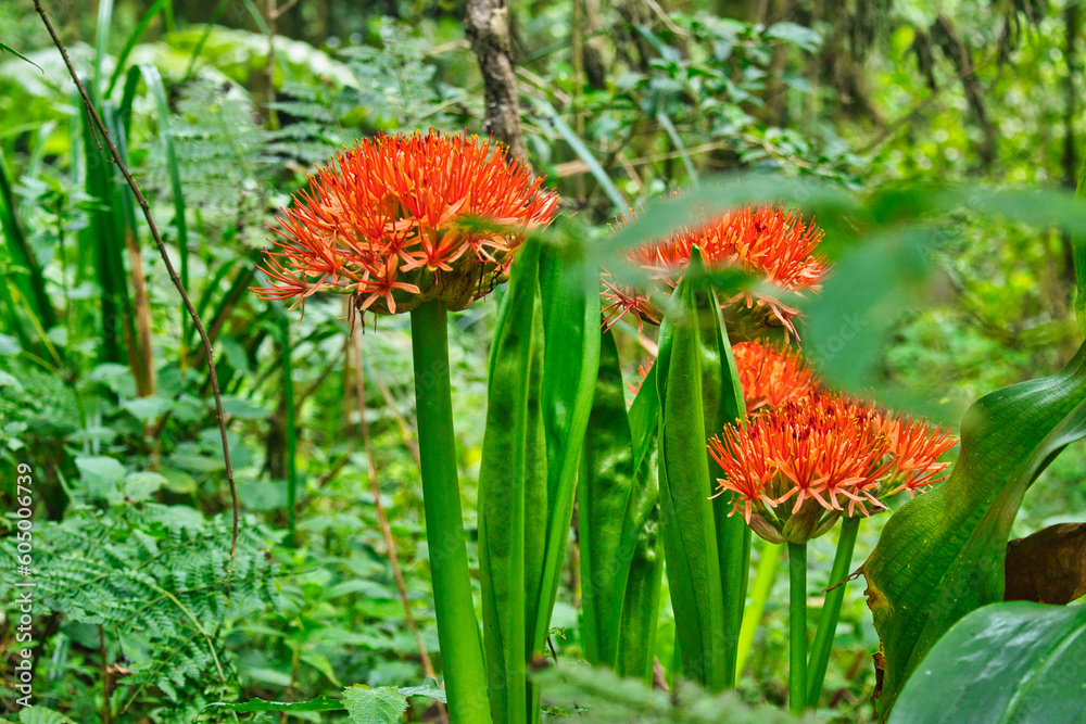 Scadoxus multiflorus or Fireball Lily blooming in the moorland region of lower slopes of Kilimanjaro, Tanzania Scadoxus multiflorus or Fireball Lily blooming in the moorland region of lower slopes of Kilimanjaro, Tanzania