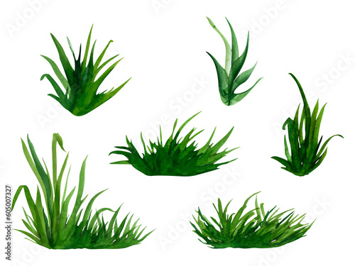 Watercolor hand drawn painting illustration fresh green grass isolated on a white background. Summer grassy element for design, nature landscape. Spring herb. Organic, bio, eco label and shape