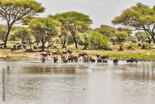 Wildebeest and Zebras at a waterhole in Tarangire National park, Tanzania