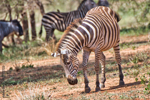 Zebra at Tarangire National Park  Tanzania