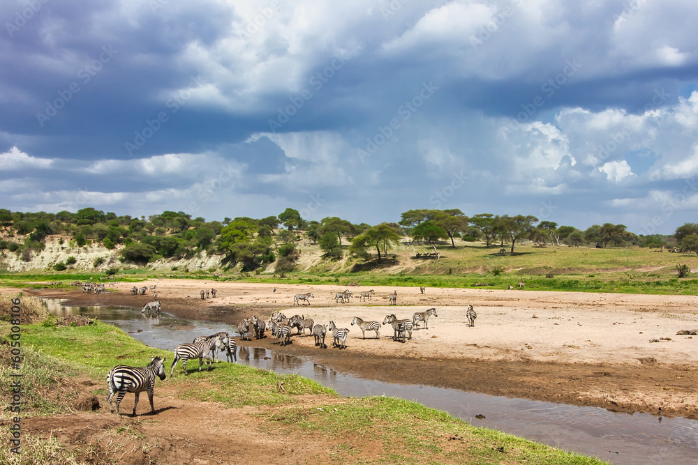 Wildebeest and Zebras gather at the Tara River at Tarangire National Park, Tanzania