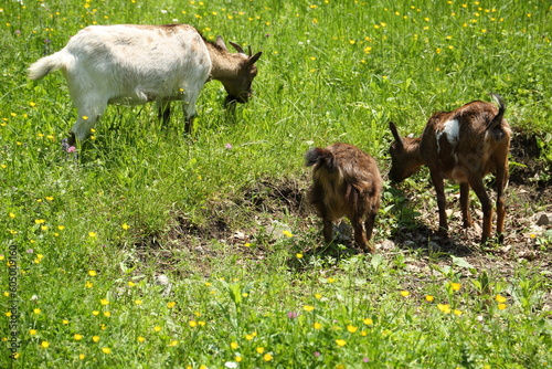 The goat family feeding at the flowering meadow at spring. Serbia