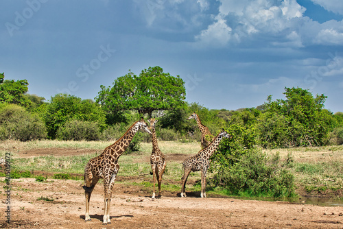 Giraffes at Tarangire National Park  Tanzania