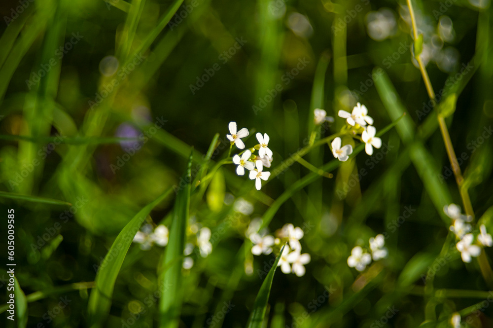 Small white flowers in the field. Against the backdrop of greenery. Selective focus. Horizontal frame. Small white flowers in the field. Against the backdrop of greenery. Selective focus. Horizontal frame.