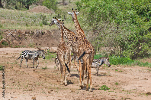 Giraffe And Zebras at Tarangire National Park  Tanzania