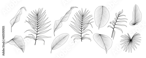 Set tropical leaf isolated. Vector illustration.