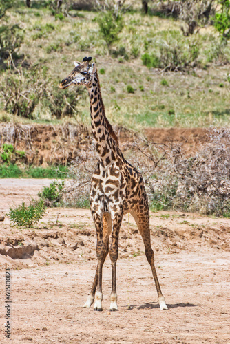 Solo Giraffe at Tarangire National Park, Tanzania