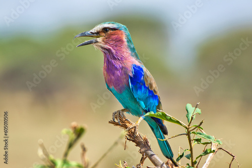 Lilac Breasted Roller at Tarangire National Park, Tanzania © InnerPeace