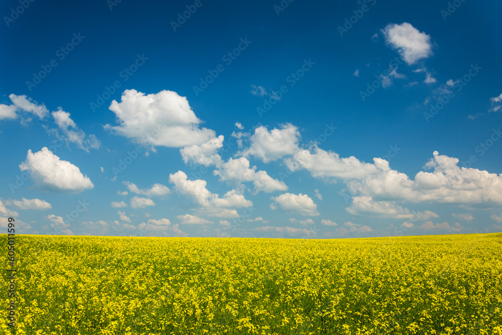 Empty canola field with cloudy sky
