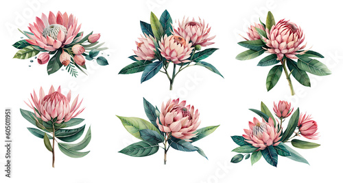 Watercolor protea flowers with leaves. Generative Ai