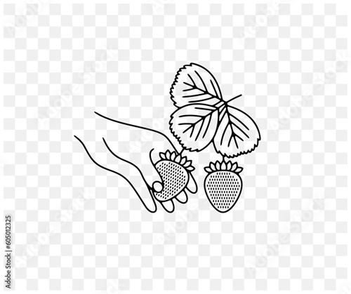 Picking strawberries, strawberry, wild strawberry, plant and food, linear graphic design. Berry, berries, fruit and meal, agriculture and agricultural, vector design and illustration
