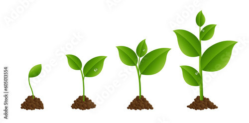 plant growing in soil