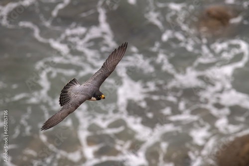 Peregrine falcon in flight with wide wing spread over the pacific ocean waves at San Pedro Los Angeles California