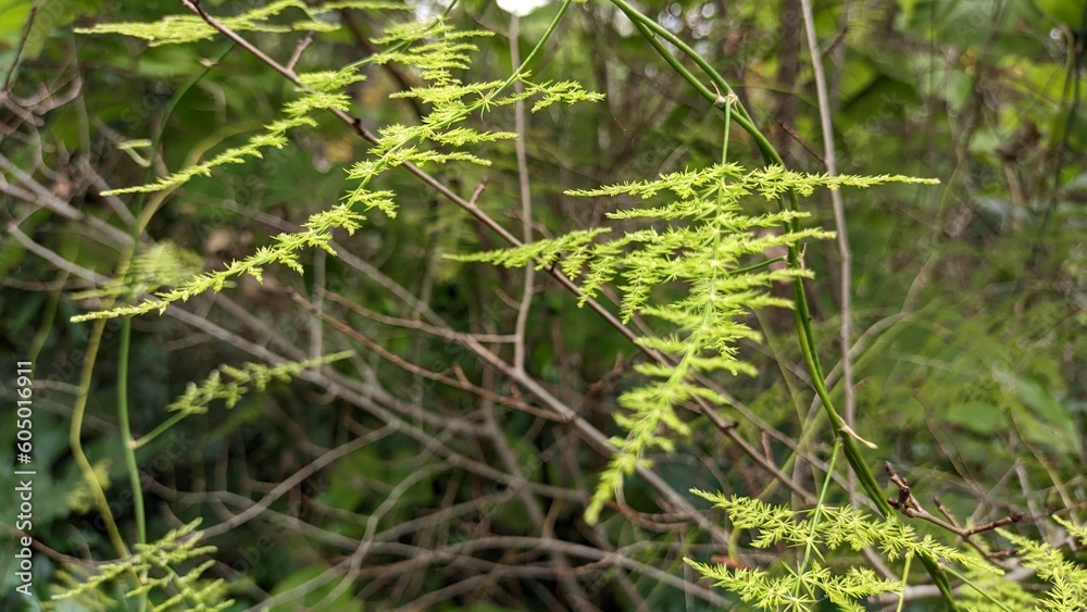 Asparagus plumosus is a beautiful fluffy plant that grows in a park in Lisbon