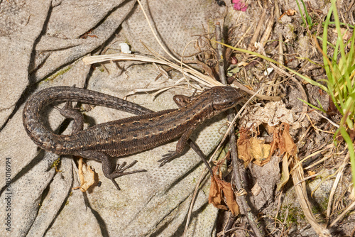 A quick or ordinary lizard basks in the garden under the rays of the spring sun. Quick lizard, or an ordinary lizard (lat. Lacerta agilis) is a species of lizard from the family of true lizards.