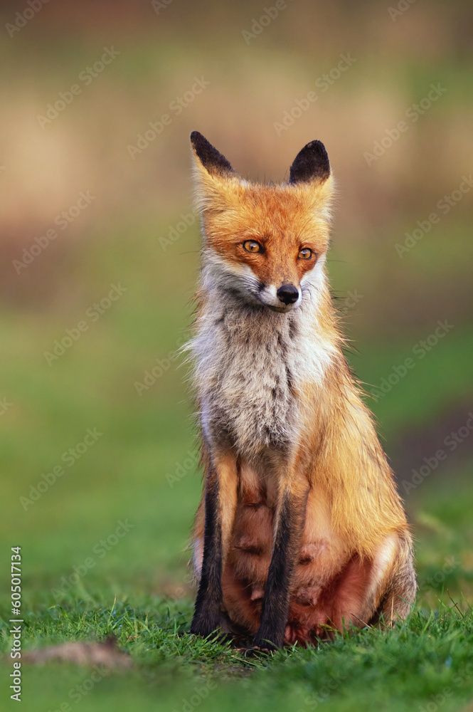 Obraz premium Portrait red fox Vulpes vulpes on a beautiful background