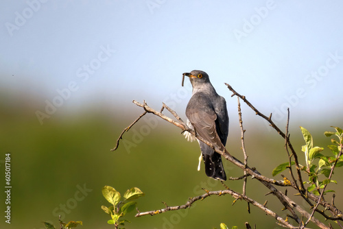 Common cuckoo Cuculus canorus in the wild photo