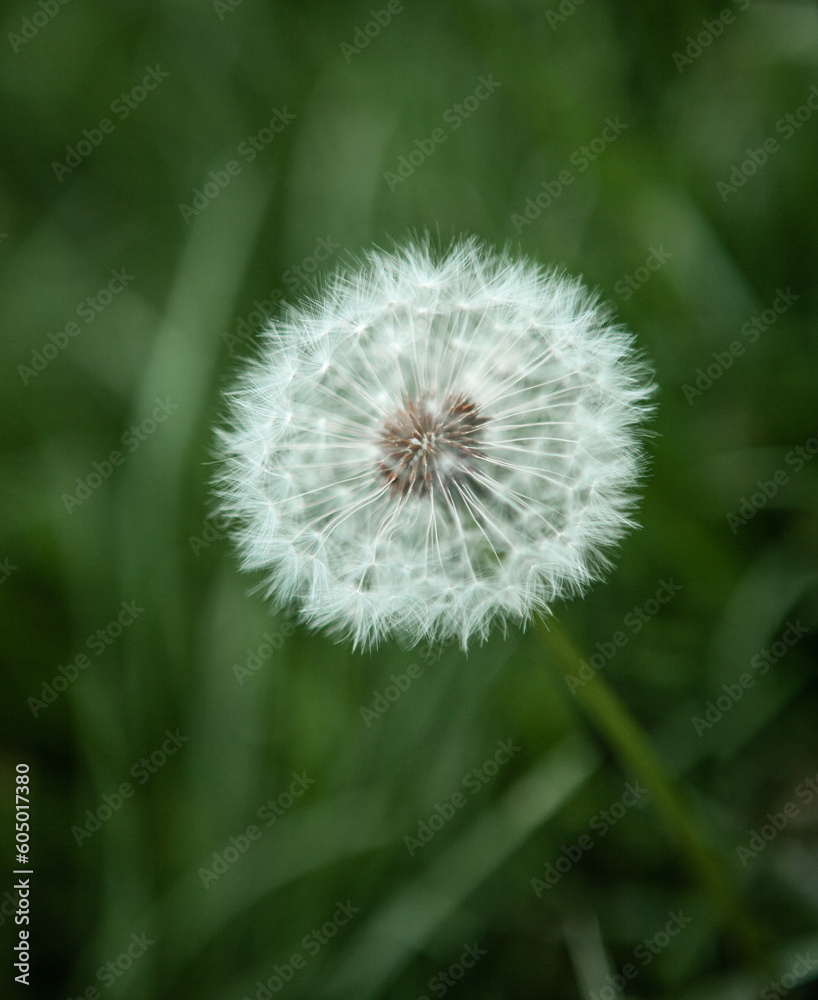 Fototapeta premium Dandelion
