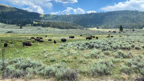 bison herds grazing in the grasslands of Lamar Valley in Yellowstone National Park