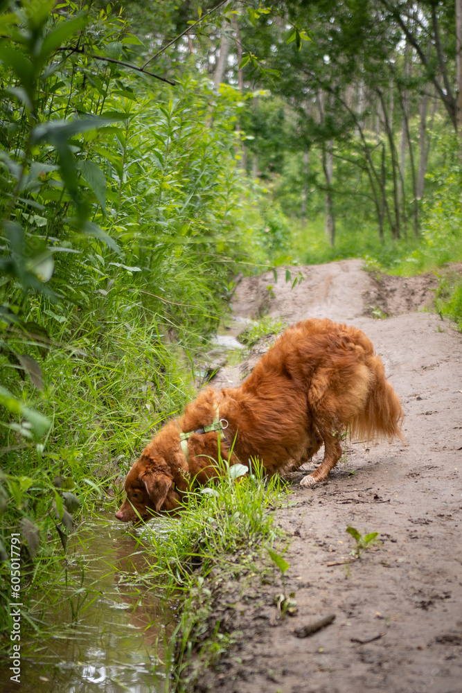 Naklejka premium Pies pijący wodę