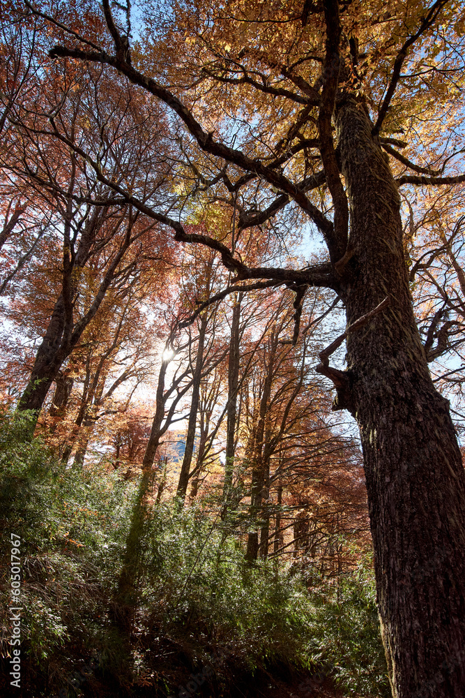 A forest, with beautiful autumn colors. The trees are ñirres, lengas, and other native species of Chile