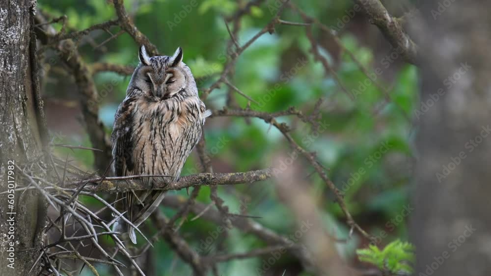 Long-eared Owl Asio Otus Bird on the background of the forest. The bird is resting. Close up. Long-eared Owl Asio Otus Bird on the background of the forest. The bird is resting. Close up.