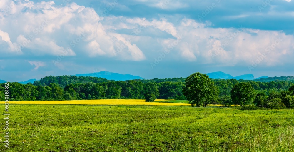 Fototapeta premium flowering field of rapeseed (oilseed, cultivated in the South of Russia) in the foothills of the Caucasus on a sunny summer day