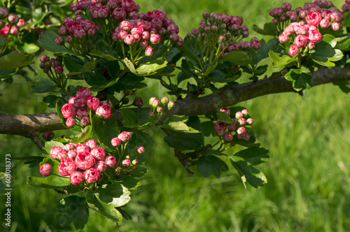 Branch of red hawthorn flowers in spring.