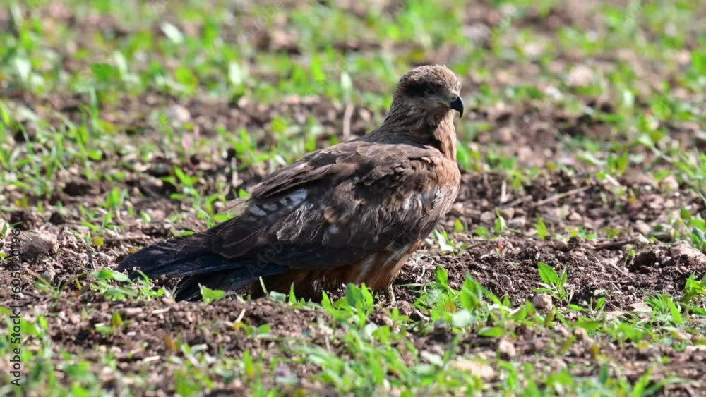 Black Kite Milvus migrans in the wild. The bird is resting sitting in the field. Close up.