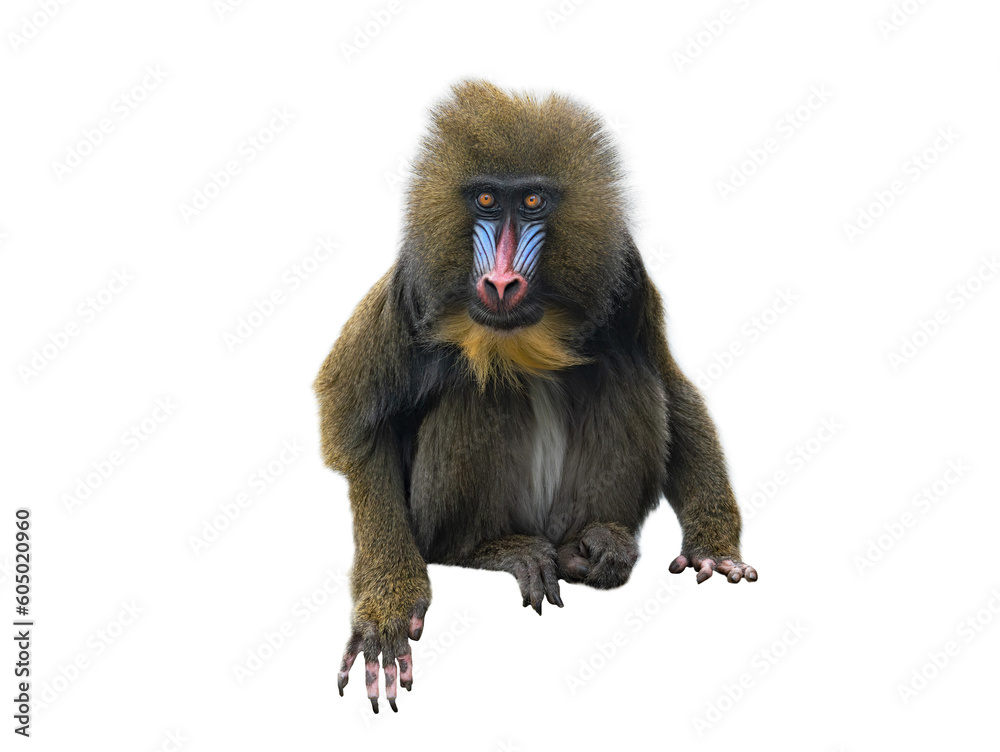 Fototapeta premium mandrill isolated on white background