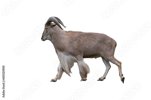 barbary sheep isolated on white background