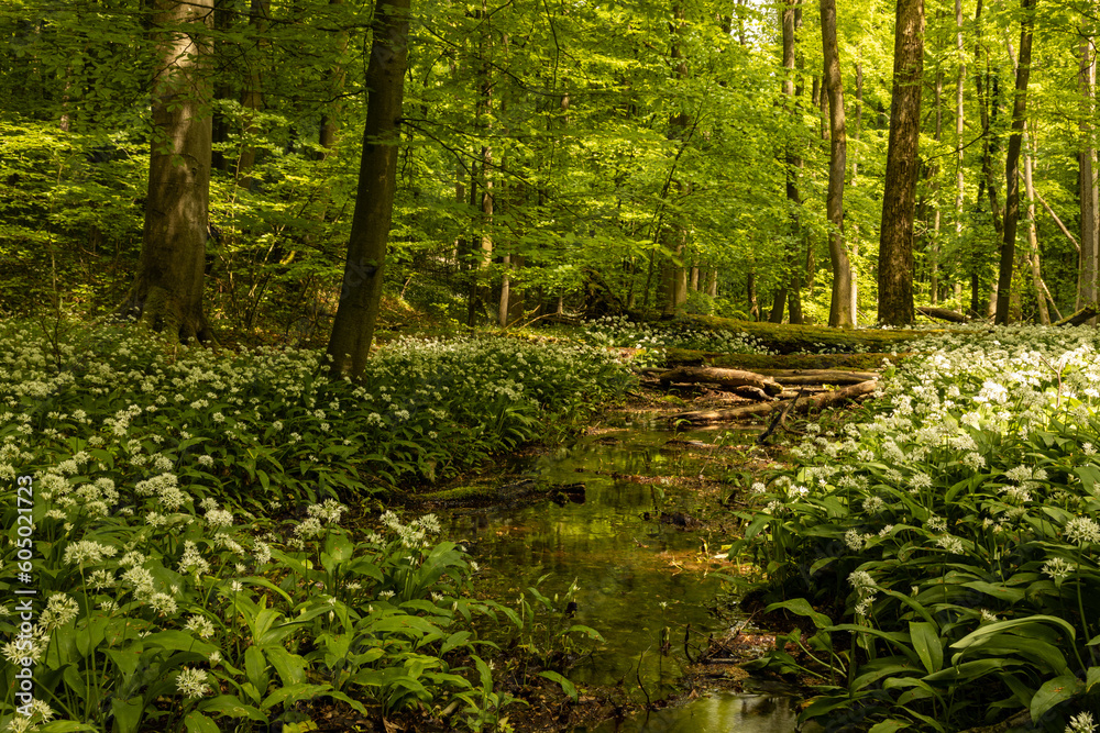Obraz premium landscape with flowering ramson plants in the hainich national park in springtime