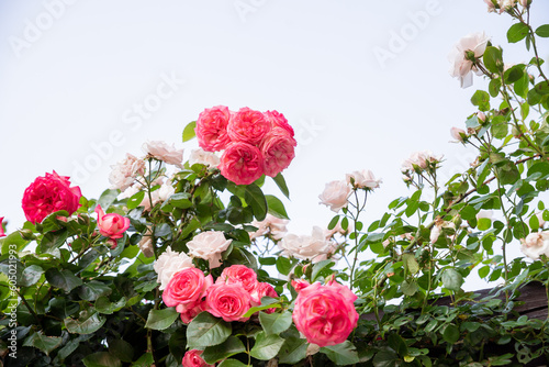 Climbing rose flowers over vintage open gate in german street. Beautiful summer roses blooms in old town. Large hanging rose bush over the metal entrance gate.hanging red rose path