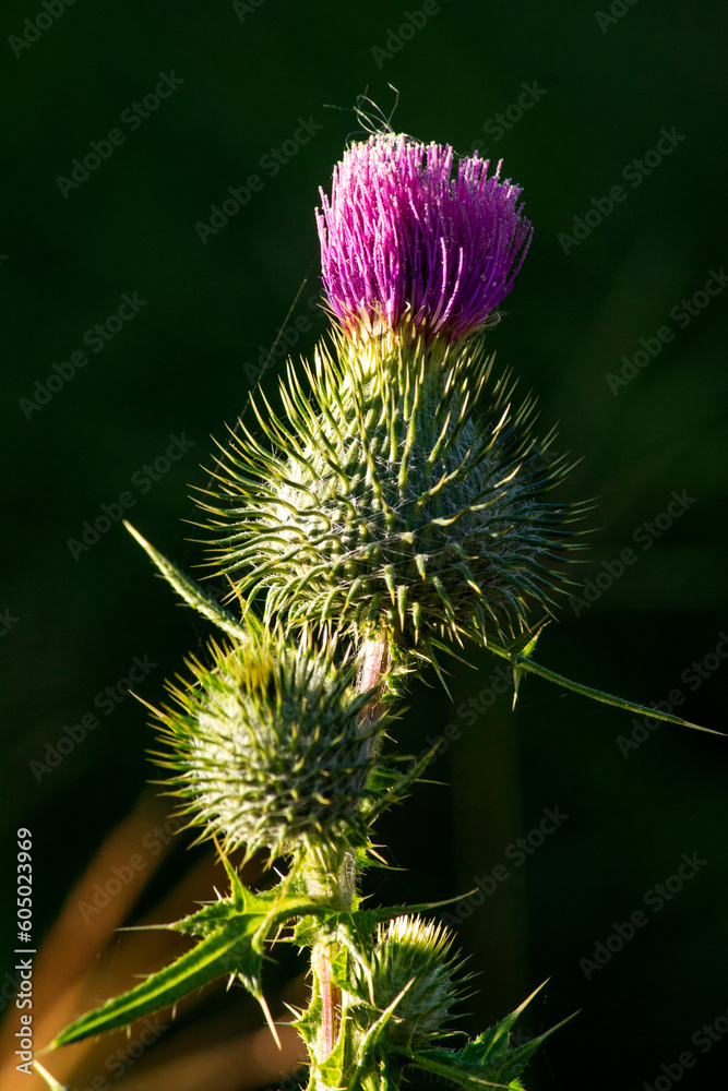 Bull thistle (Cirsium vulgare) flower Bull thistle (Cirsium vulgare) flower