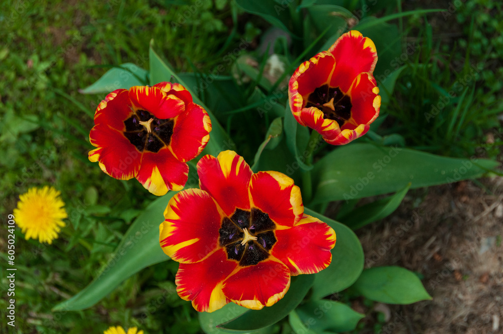 Beautiful spring tulips, top view, close-up