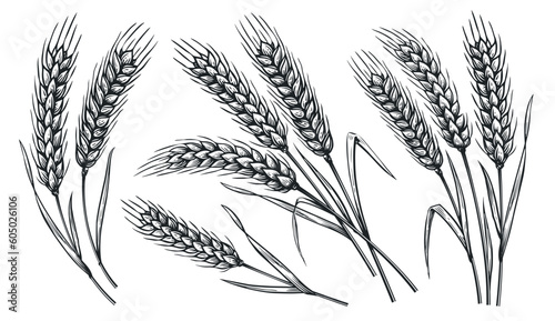 Grains plants and cereal, rye barley and wheat ear spikes. Bakery food concept. Hand drawn sketch vector illustration photo