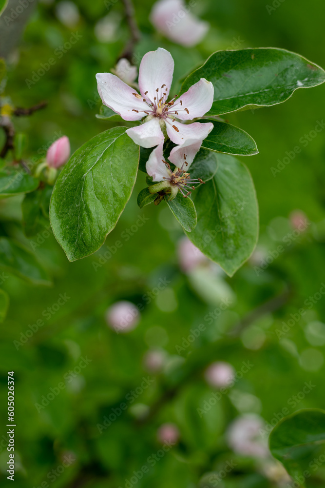 Obraz premium Pink quince (cydonia oblonga) flowers in bloom