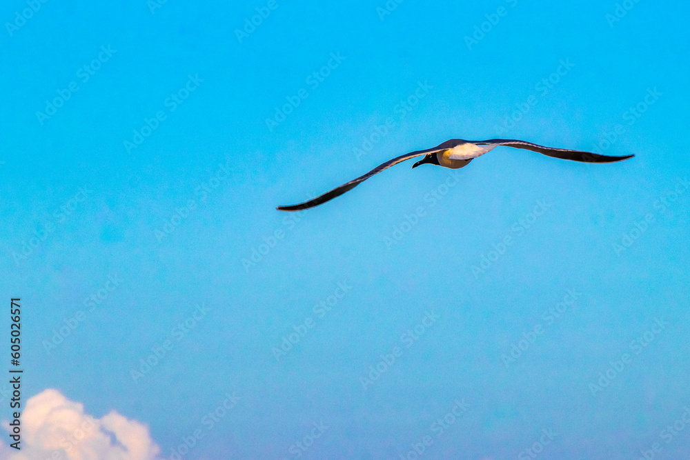 Flying seagull bird with blue sky background clouds in Mexico. Flying seagull bird with blue sky background clouds in Mexico.