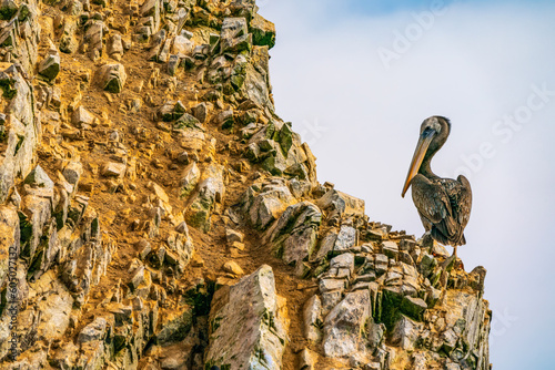 A brown pelican on the rock