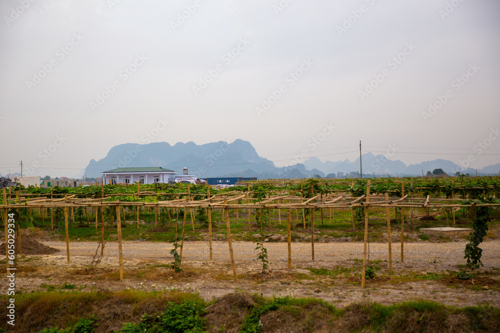 Vietnamese Winery with vines
